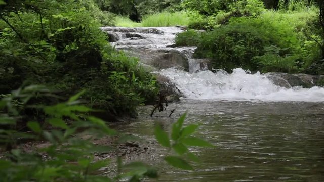 Flow and flow of water between trees with slow motion