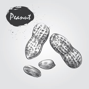 Hand drawn peanut isolated on white background. Nuts sketch in style, vector illustrator.