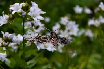 Naklejka na ściany i meble Hawk moth collects pollen from white flower