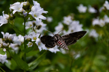 Hawk moth collects pollen from white flower