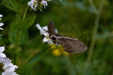 Hawk moth collects pollen from white flower