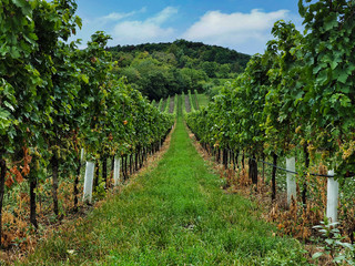 Fototapeta na wymiar Panorama of green vineyards in Lower Austria Region. Autumn harvesting.