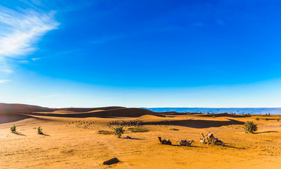 Fototapeta na wymiar View on camels in the sahara desert of Morocco