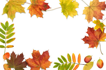 Autumn composition with fall colorful leaves. Frame made of autumn maple leaves on white background, top view, flat lay 