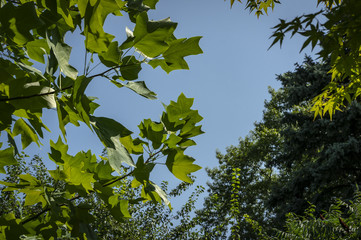 Dark green leaves of of a tulip tree against a blue sky against the blue sky in focus edged with blurred green leaves in sunlight. Nature concept for design