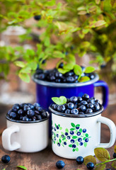 Fresh ripe bluberries (bilberries) in enamel mugs