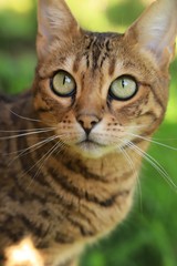 Beautiful bengal cat
