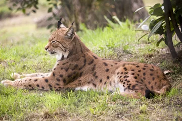 Deurstickers Lynx - lekker lui doen © photoPepp