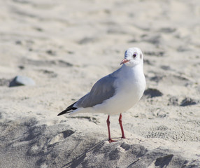 Mewa na plaży