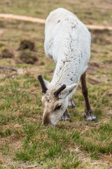 Reindeer on a hill relaxing, with growing antlers, on a cloudy day eating grass at Cairngorms National Park Scotland
