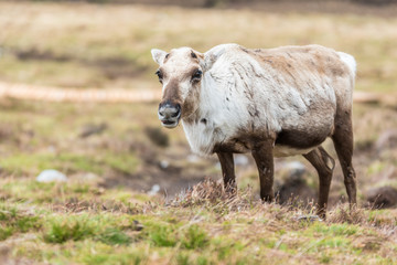 Reindeer on a hill relaxing, with growing antlers, on a cloudy day eating grass at Cairngorms National Park Scotland