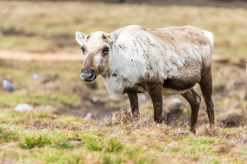 Reindeer on a hill relaxing, with growing antlers, on a cloudy day eating grass at Cairngorms National Park Scotland
