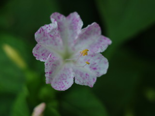 Obraz premium OLYMPUS DIGITAL CAMERA