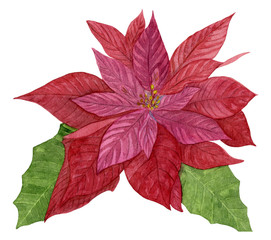 Hand drawn watercolor illustration of red poinsettia with green leaves isolated on white background.