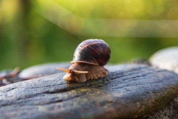 snail