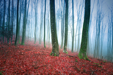 Foggy beech forest landscape with red leaves on the ground.