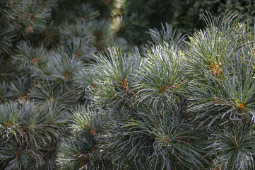 Macro of еhe original two-tone pine needles of Japanese pine Pinus parviflora Glauca in focus.