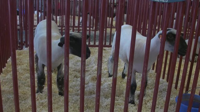 Man leads on sheep past two other sheep in a pen inside a livestock barn at a county fair.
