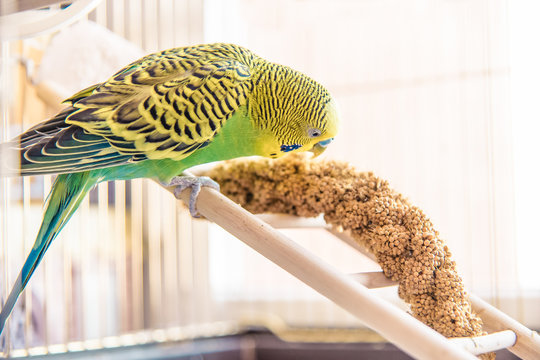 13 650 最適な セキセイインコ 画像 ストック写真 ベクター Adobe Stock 13 650 最適な セキセイインコ 画像 ストック写真 ベクター Adobe Stock