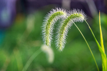 Obraz premium nature