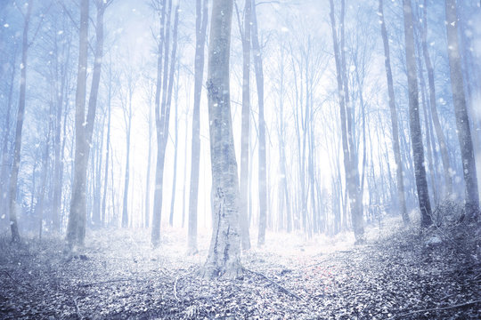 Magical winter season snowy foggy forest. 