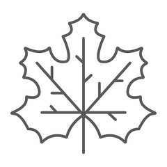 Maple leaf thin line icon, canada and nature, autumn sign, vector graphics, a linear pattern on a white background.