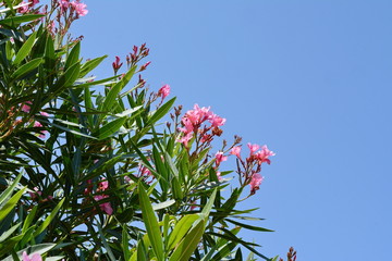 Blooming pink oleander flowers or nerium in garden. Selective focus. Copy space. Blossom spring,...