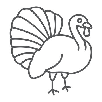 Turkey bird thin line icon, animal and farm, poultry sign, vector graphics, a linear pattern on a white background.