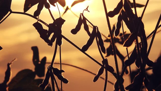 Soybean cultivated field in sunset