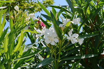 Blooming white oleander flowers or nerium in garden. Selective focus. Copy space. Blossom spring,...