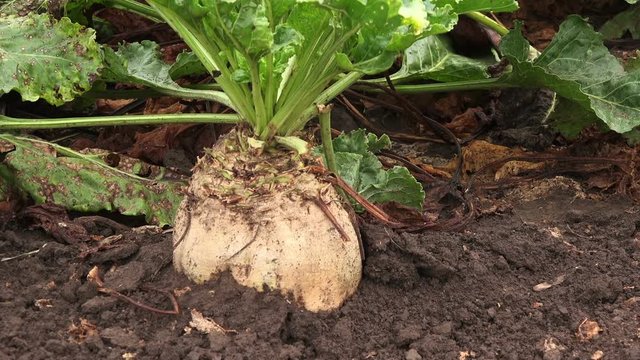 Sugar beet root crop organically grown in cultivated field