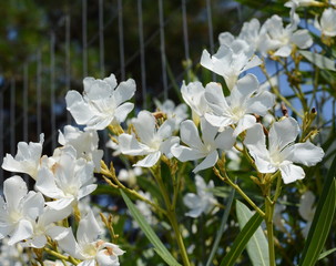 Blooming white oleander flowers or nerium in garden. Selective focus. Copy space. Blossom spring,...
