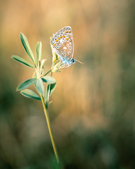 Schmetterling am Stengel