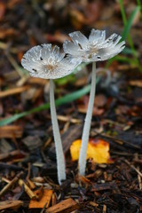 Pilze am frühen Morgen