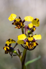 An Australian wildflower known as Leopard Orchid (Diuris pardina)