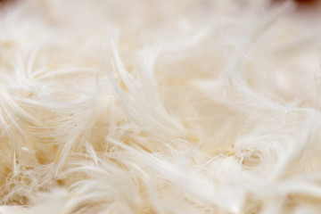 Fluff on cloth