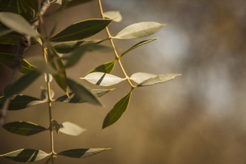 small tree leaves
