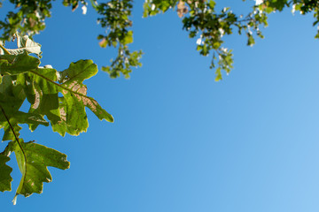 Leaves n Blue Sky