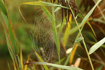 Spinnennetz