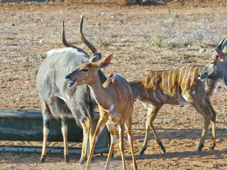 The nyala scientifically known as tragelaphus angasii is a south african antelope with white stripes on the body for the females and spiral horned for males