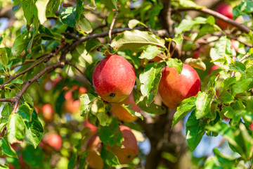 Äpfel aus Sachsen, rot