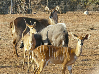 The nyala scientifically known as tragelaphus angasii is a south african antelope with white stripes on the body for the females and spiral horned for males