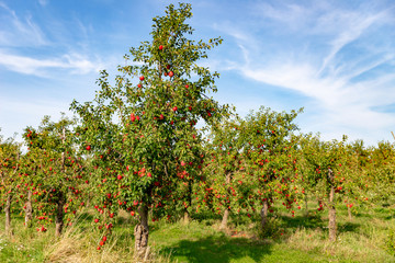 Fototapeta na wymiar Streuobstwiese mit roten Äpfeln