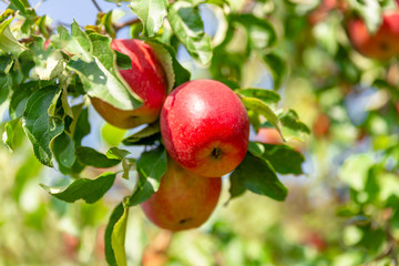 rote , schöne Äpfel am Baum