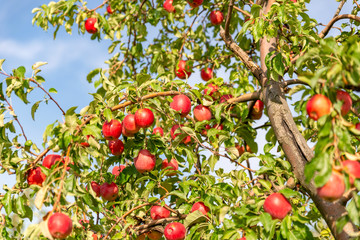 Apfelbaum im Spätsommer