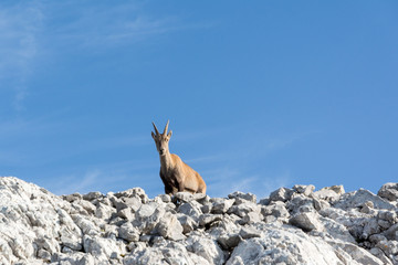 chamois on rock, in summer time