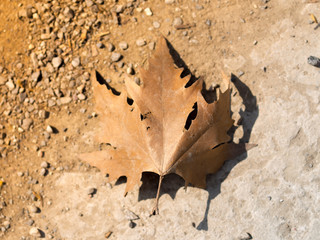 dry maple leaves on the ground