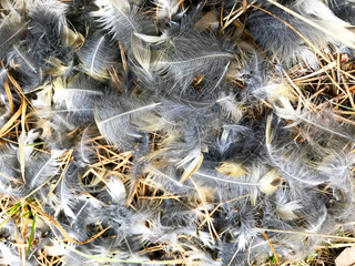 Background - scattered gray feathers of a forest bird.