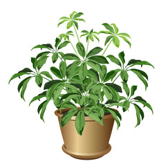 Small schefflera plant in pot (Schefflera arboricola, dwarf umbrella tree). Vector illustration isolated on white background for interior design.