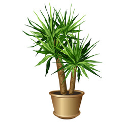 Yucca plant in pot (Yucca aloifolia, aloe yucca, dagger plant). Vector illustration isolated on white background for interior design.